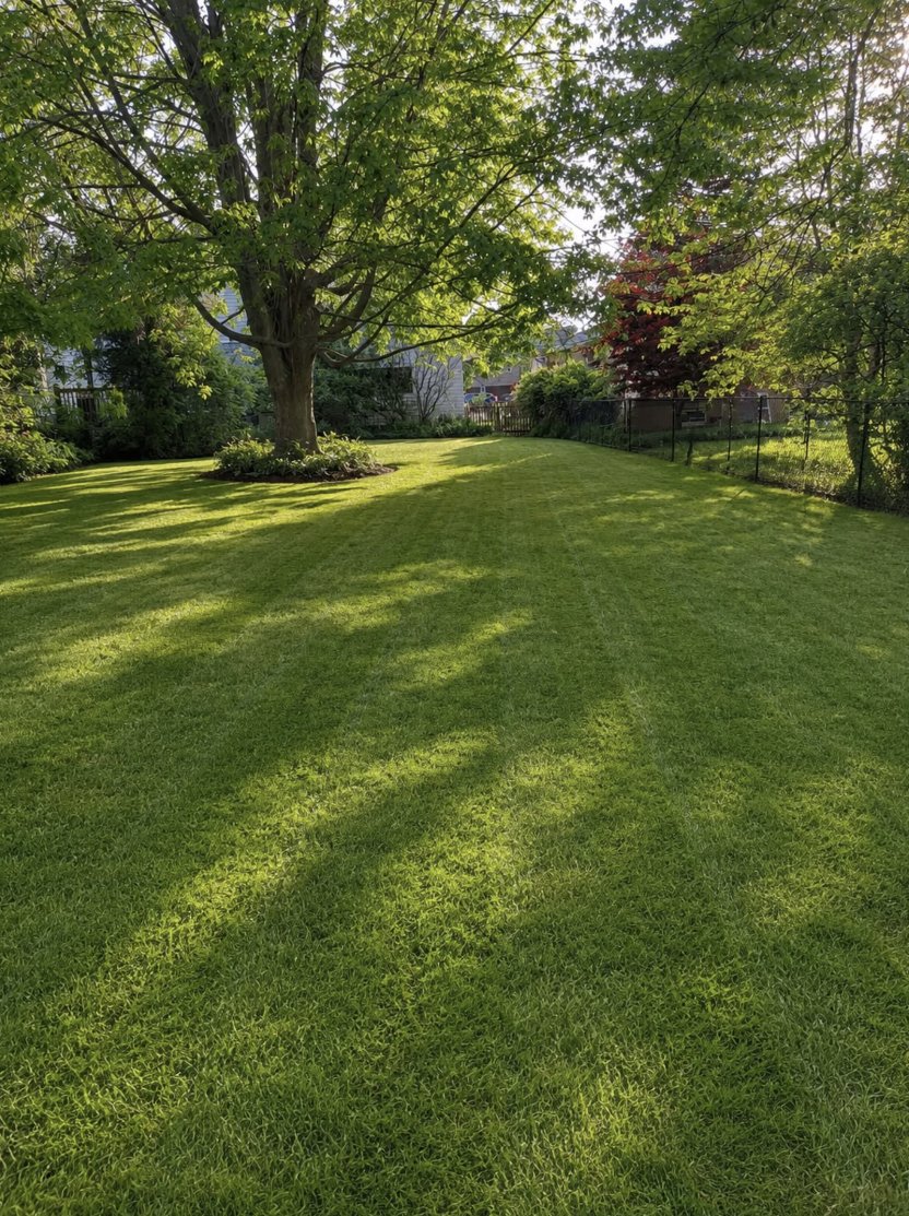Healthy, well maintained lawn in dappled sunlight